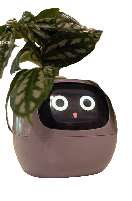 Robot-shaped planter with a plant on a white background